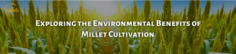 Exploring the Environmental Benefits of Millet Cultivation