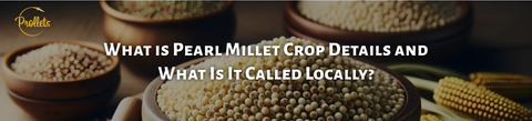 What is Pearl Millet (Bulrush Millet), Crop Details and What Is It Called Locally?